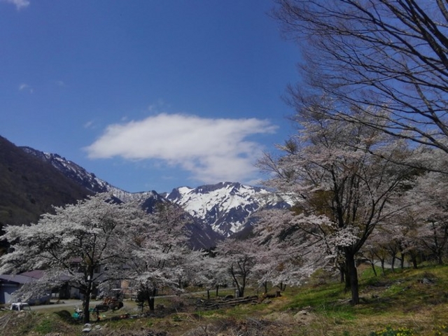 莞山より徒歩3分。桜並木。例年4月20日頃が開花となります。_やど莞山