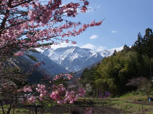 山桜と谷川岳南面 マナイタ倉_やど莞山