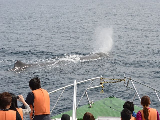 船の前を横切るマッコウクジラ_観光船はまなす