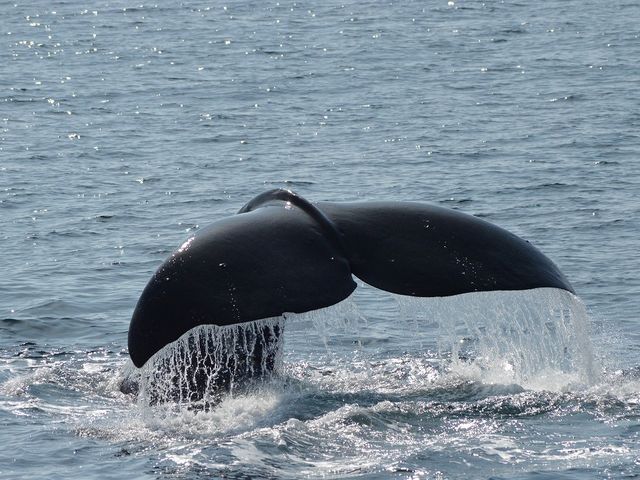 迫力あるマッコウクジラの大きな尾びれ!_観光船はまなす