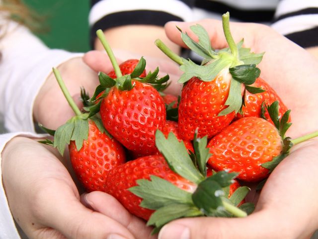 あまーい苺です♪品種は章姫です。_いちご屋 くろべえ