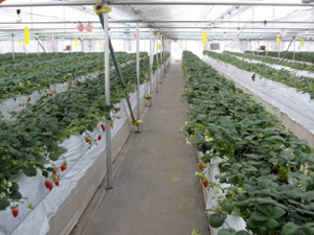 自社農場 1月〜4月末いちご狩り_湯多利の里 伊那華