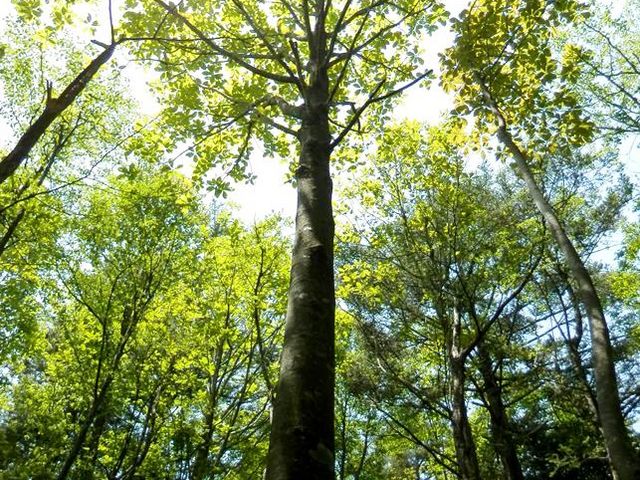 原生林内を散策_NPO法人福寿の里自然倶楽部