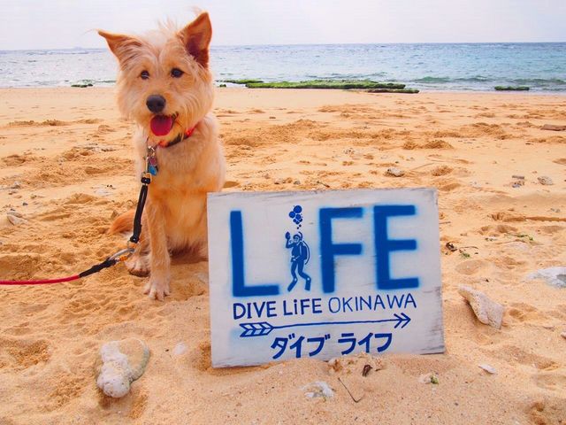 DIVE LIFE OKINAWA