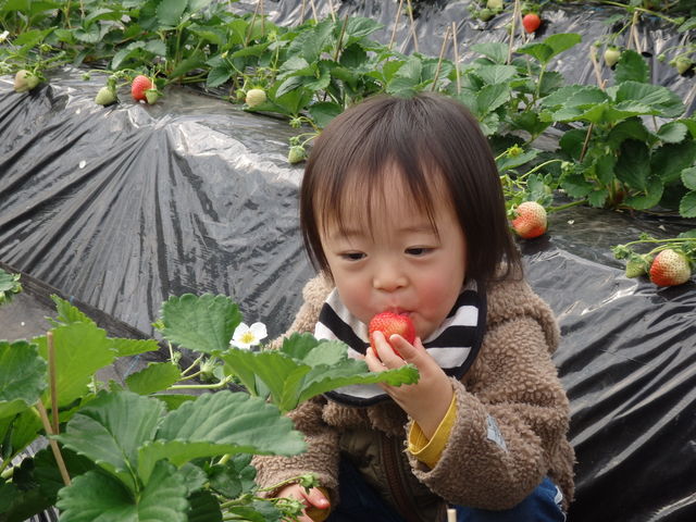 ぱくりッ!_南阿蘇岩下さんちのいちご園