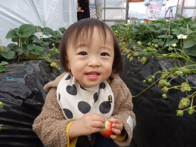 おいしいね。_南阿蘇岩下さんちのいちご園