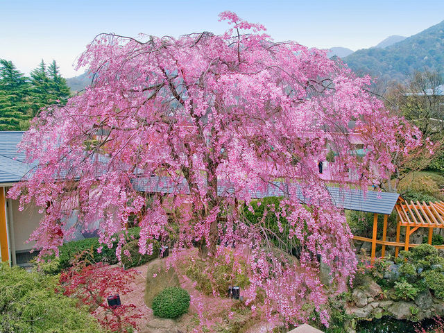 【春の風景】9階庭園の樹齢約100年の八重紅枝垂桜。春の満開時にはライトアップします。見頃は4月上旬。_有馬温泉 兵衛向陽閣