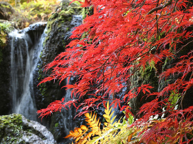 【秋の風景】9階庭園の様子。有馬温泉の紅葉は11月中旬が見頃です。_有馬温泉 兵衛向陽閣