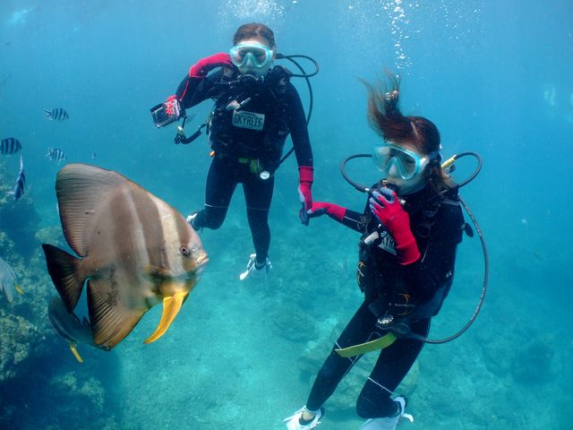 人懐っこいお魚と一緒に泳いじゃいましょう!_スカイリーフダイバーズ
