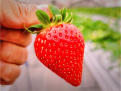 strawberry farm ܂ƍH[̎ʐ^1