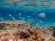 フィールドネイチャー石垣島の写真4