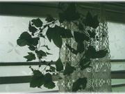 暮らしに添える花たち〜染め花〜の写真4