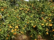 三岳園の写真4