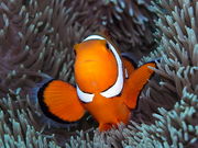 ウォーターボール ダイビングスクールの写真2