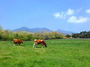 那須高原南ヶ丘牧場の写真3
