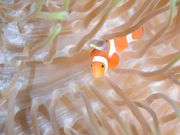 ダイブブリーズの写真3