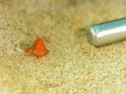 ダイブブリーズの写真4