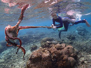 海人倶楽部の写真2