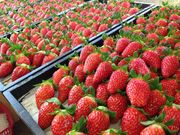 T-BERRY FARMの写真2