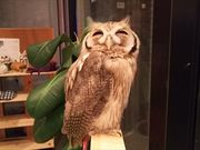 ふくろうカフェ福来楼本牧店の写真2