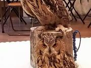 ふくろうカフェ福来楼本牧店の写真3