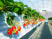 strawberry farm まあと工房の写真3