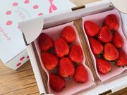 日光ストロベリーパークの写真4