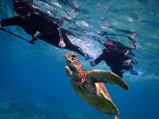 ウミガメと至近距離でシュノーケル!_SEA ENJOY