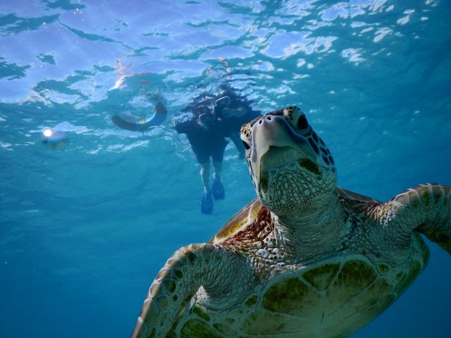 ゆっくり泳いでくれるウミガメと遭遇で一緒に泳げます!_SEA ENJOY