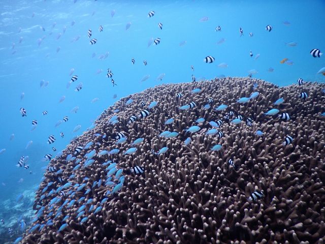 ウミガメの他、珊瑚周辺には熱帯魚もいます。ニモにも会えますよ!_SEA ENJOY