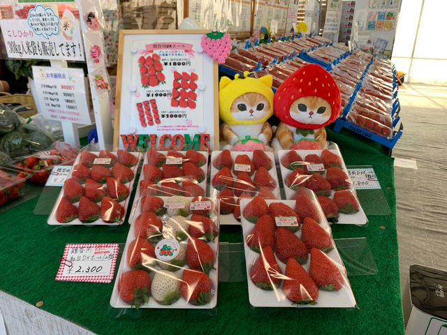 おすすめポイントB当園ではその日に朝摘みした新鮮もぎたて苺をパックに詰め販売。
数量限定であの幻の『あまりん』も!美味しさにこだわった苺を是非ご賞味下さい。_岩槻いちごファームNakaiwa