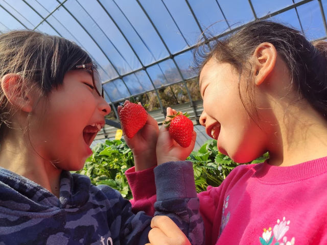 新鮮なイチゴを召しがれ!_いちごらんど中西