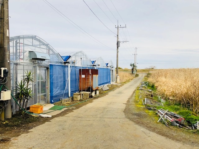 のどかな風景の中にハウスがございます。_飯森苺農園
