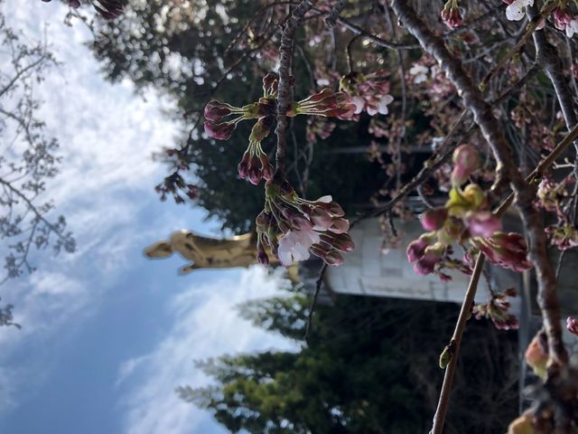春 瓦屋禅寺境内 慈母観音像と桜_瓦屋禅寺