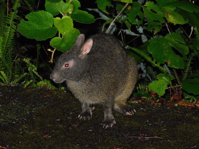 アマミノクロウサギ、ツアー中に撮影しました!_元祖ナイトツアー