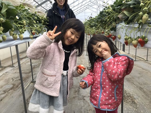 坂井いちご園