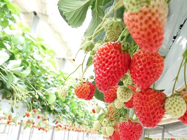 坂井いちご園