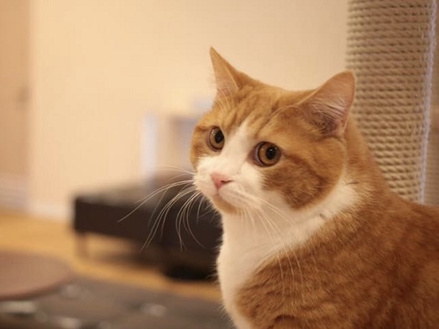 CatCafeOBC