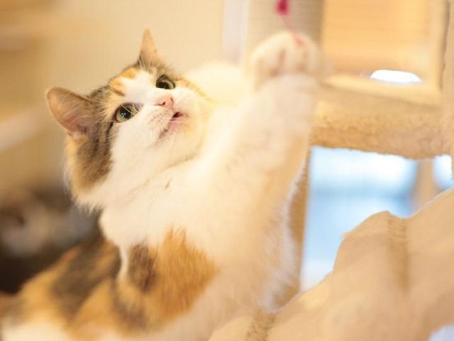 CatCafeOBC