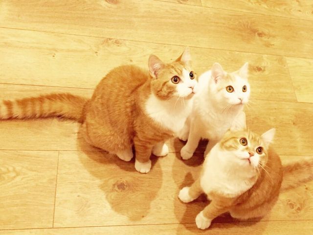 CatCafeOBC