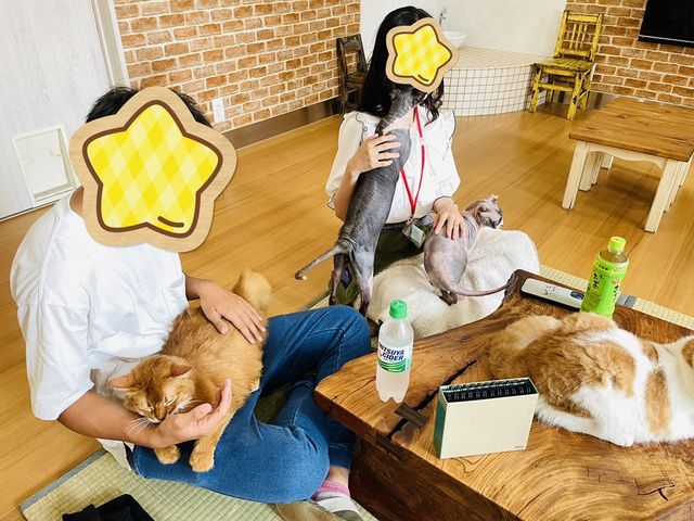 猫カフェ 紅葉