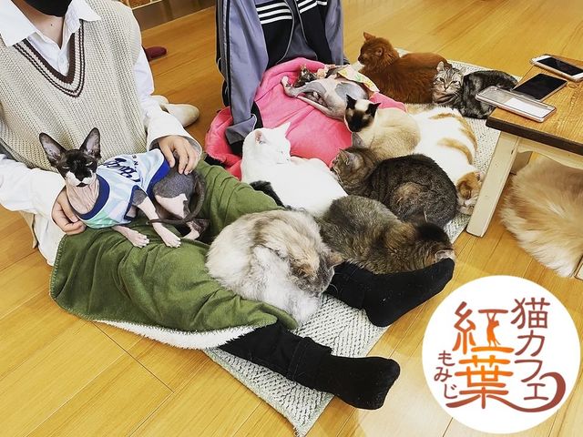 猫カフェ紅葉〜ふれあいの様子〜_猫カフェ 紅葉