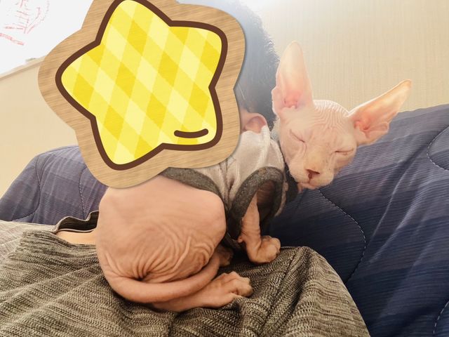 猫カフェ 紅葉