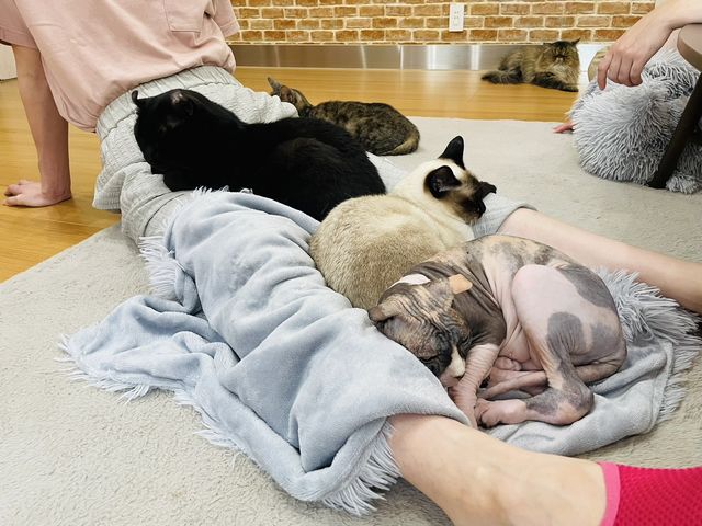 猫カフェ 紅葉
