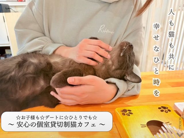 猫カフェ紅葉〜人も猫も共に幸せなひと時を〜_猫カフェ 紅葉