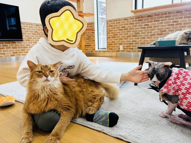猫カフェ紅葉〜お子様も大歓迎〜_猫カフェ 紅葉