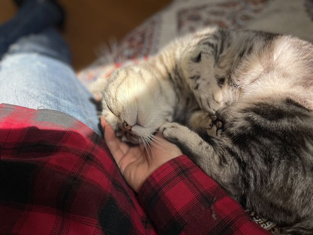 猫カフェ 紅葉