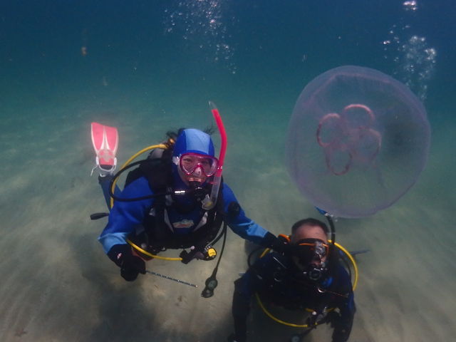 日帰りで行ける海でも綺麗な水中を楽しめます。_DivingSchoolテールアップ