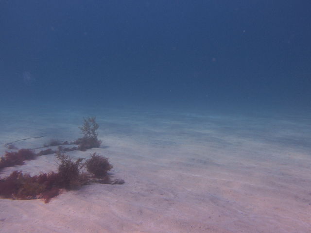 水中にも四季があり、季節ごとに海の魅力があります。_DivingSchoolテールアップ