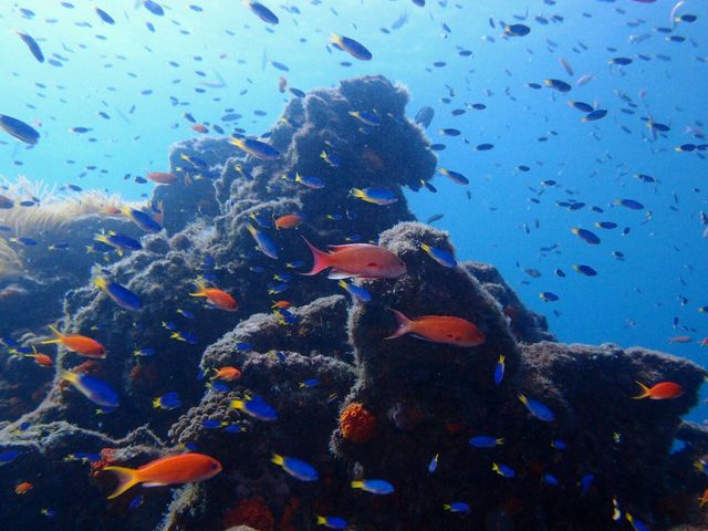 夏になると福岡の海にも沢山の熱帯魚がやってきます。_DivingSchoolテールアップ